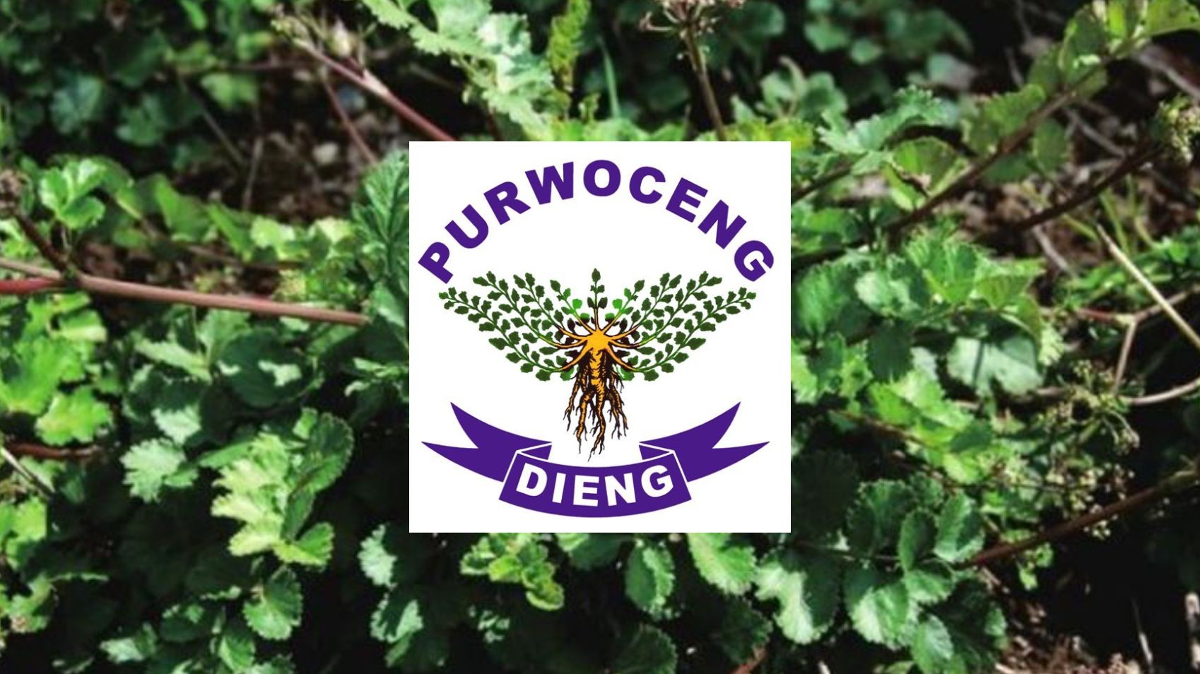 Dieng Purwoceng