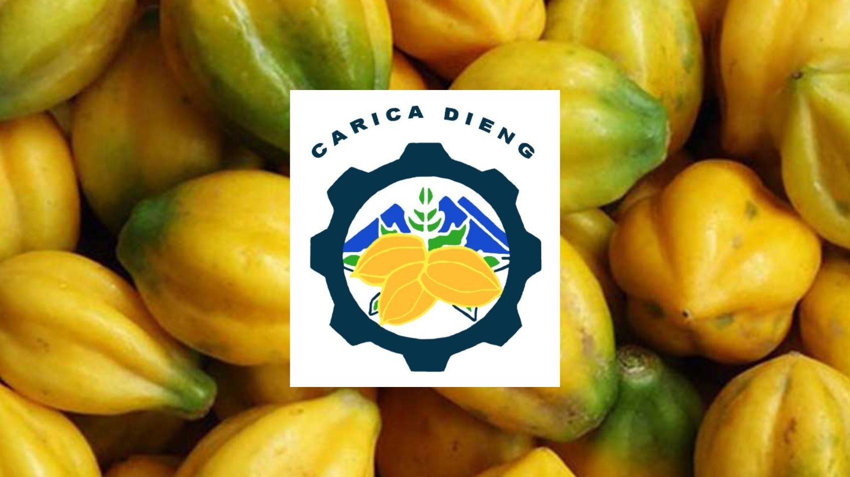 Dieng Carica