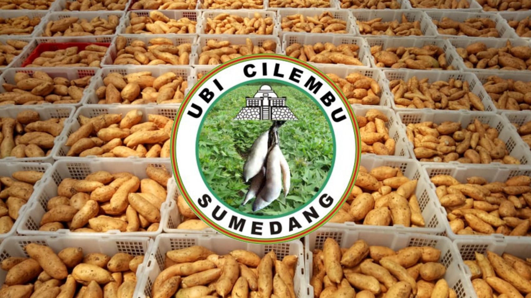 Cilembu Sumedang Sweet Potato