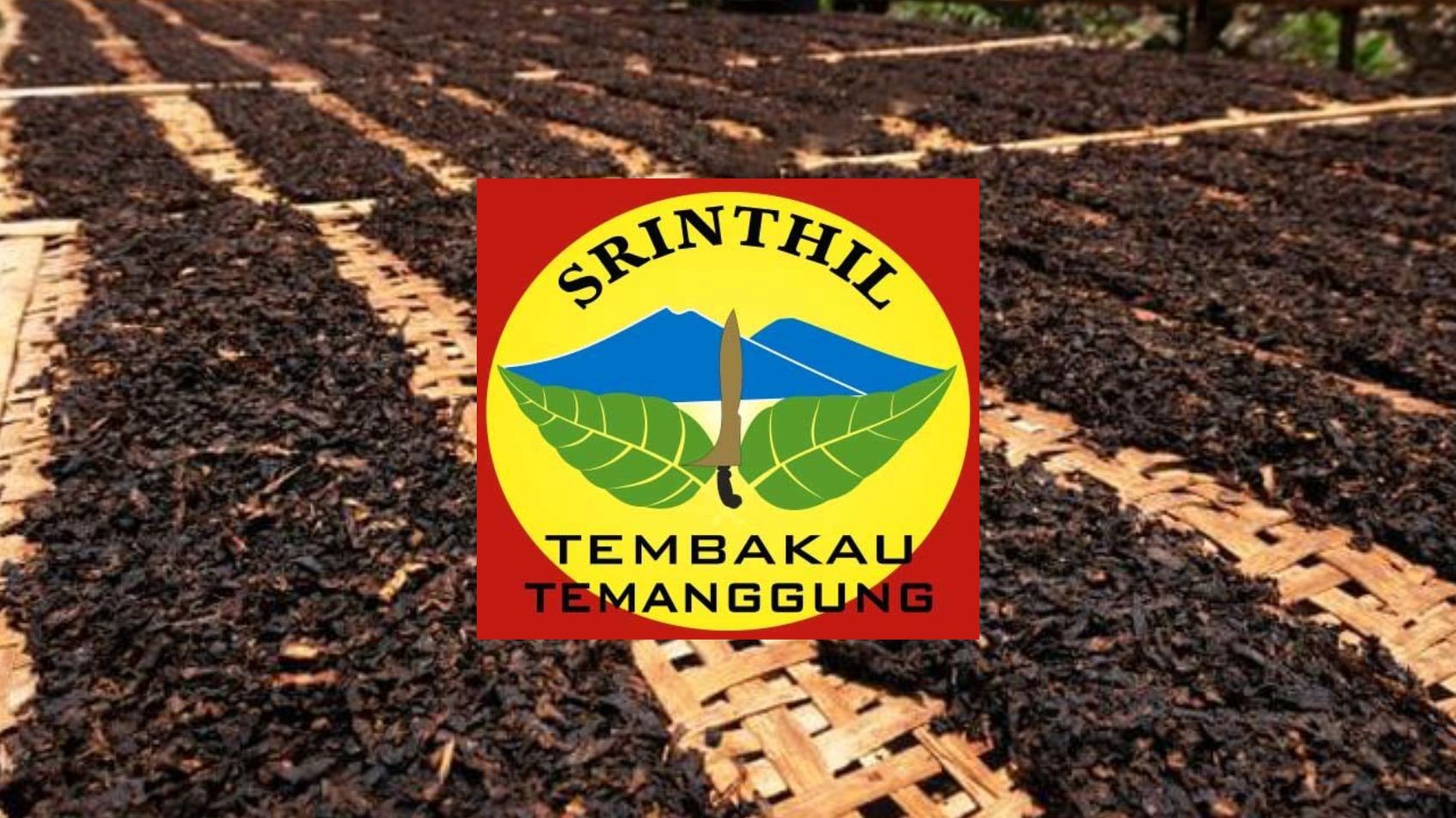 Temanggung “Srinthil” Tobacco