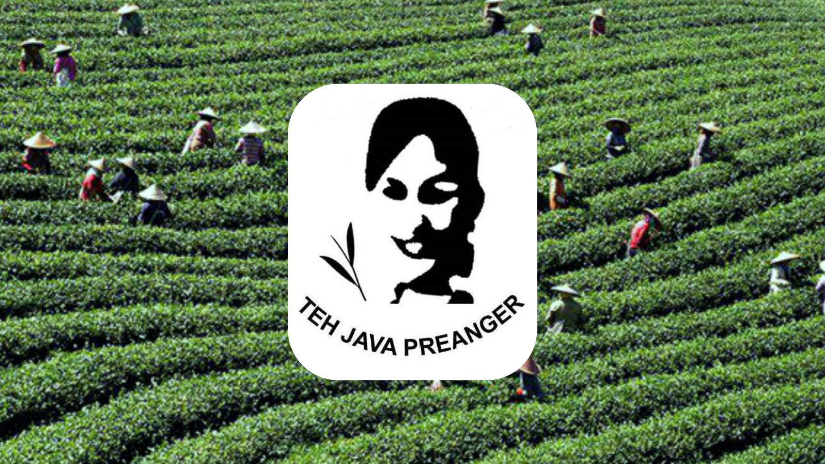 Java Preanger Tea