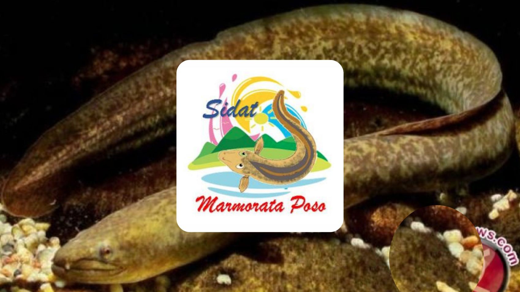 Poso Marmorata Eel